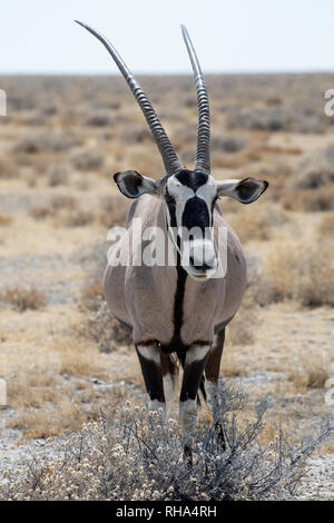 Oryx mâle ou gemsbok (Oryx gazella), vue de face, sur la grande plaine d'Etosha dans Etosha National Park. Banque D'Images