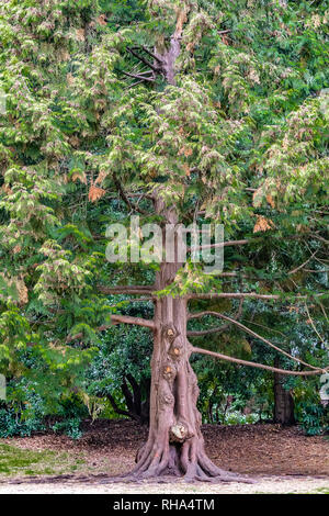 Arbre répandu avec fat/chunky tronc et branches horizontales Banque D'Images