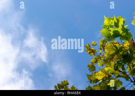 Feuilles d'érable vertes isolées contre ciel bleu avec patch de nuages. Automne/ saison d'automne. Banque D'Images