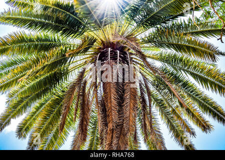 Par Sunburst cocotier les feuilles des arbres. La nature sur une île tropicale. Banque D'Images