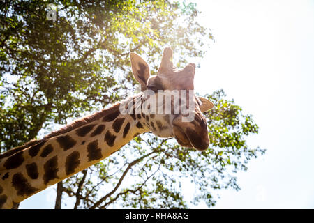 Portrait de girafe looking at camera, Entebbe, Ouganda Banque D'Images