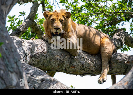 Portrait de lion (Panthera leo) reposant sur branche d'arbre, Parc national Queen Elizabeth, en Ouganda Banque D'Images