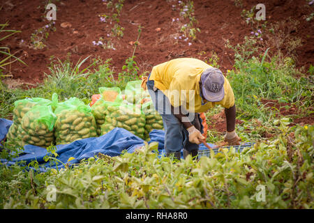 Riziculteur au travail dans sur les terres agricoles avec des sacs de pommes de terre en arrière-plan. Banque D'Images