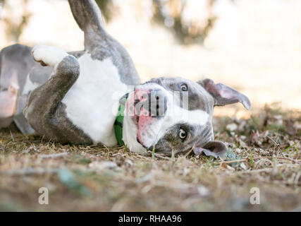 Un gris et blanc, pit-bull terrier dog couché à l'envers sur le dos Banque D'Images