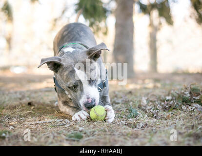 Gris et Blanc, un pit-bull terrier dog jouant avec une balle de tennis entre les pattes Banque D'Images