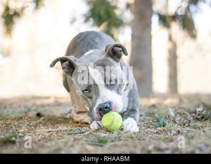 Gris et Blanc, un pit-bull terrier dog jouant avec une balle de tennis entre les pattes Banque D'Images