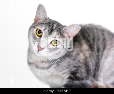 Un large eyed shorthair domestique tabby cat avec son embout auriculaire, indiquant qu'il a été stérilisés et vaccinés Banque D'Images