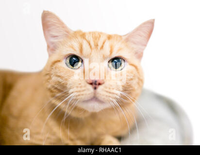 Un large-eyed orange tabby shorthair domestique cat avec de grandes pupilles dilatées Banque D'Images