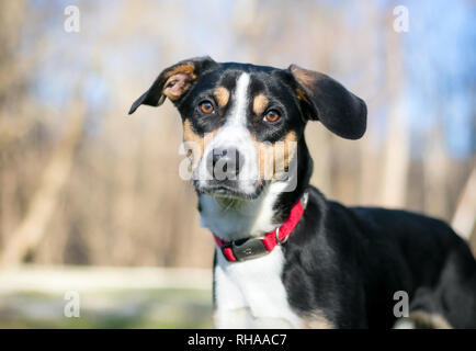 Un tricolor hound dog portant un collier rouge Banque D'Images