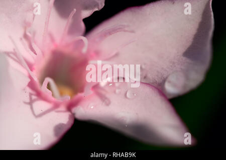 Photo macro d'une fleur de lauriers roses avec des gouttes de pluie sur les pétales. Banque D'Images