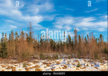 Sax-Zim Bog dans le nord du Minnesota. Banque D'Images