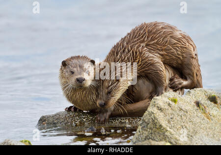 Close up de loutre d'Europe (Lutra lutra) avec un aspect ludique cub sur les rivages d'îles Shetland, en Écosse. Banque D'Images