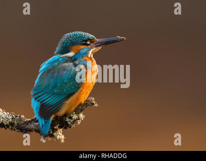 Close-up d'une eurasienne kingfisher sur un perchoir, au Royaume-Uni. Banque D'Images