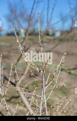 Ouvert les bourgeons sur les branches d'un arbre dans le jardin. Le printemps est arrivé, les premières feuilles vertes. La nature se réveille. Banque D'Images