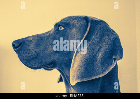 Portraits de chiens le Braque Banque D'Images