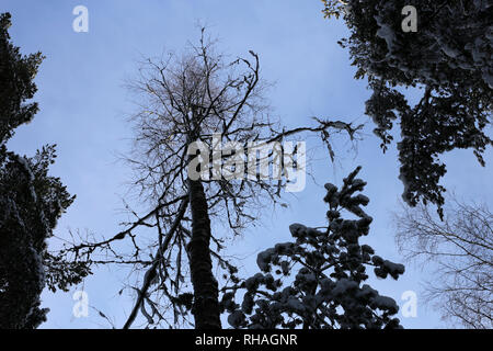 Arbres enneigés à partir de ci-dessous. La plupart de ces conifères où photographié en Finlande au cours d'une froide journée d'hiver. Belle nouvelle perspective sur la forêt. Banque D'Images