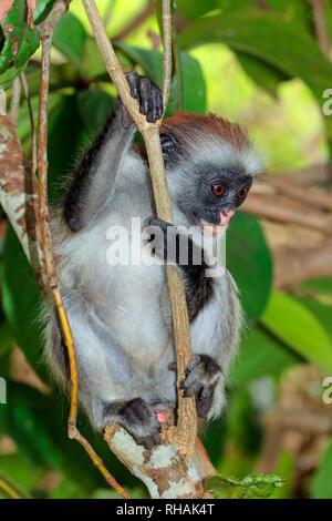 Zanzibar en danger red colobus monkey (Procolobus kirkii), Jozani forest, Zanzibar Banque D'Images