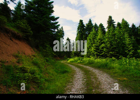 Route forestière à Trikala, Pertouli, Thessalie, Grèce Banque D'Images