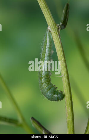 Aurorafalter, Raupen, bei der Raupe, Aurora-Falter Verpuppung, Puppe, Anthocharis cardamines, orange-tip, chenille, chrysalide, nymphes, L'Aurore Banque D'Images