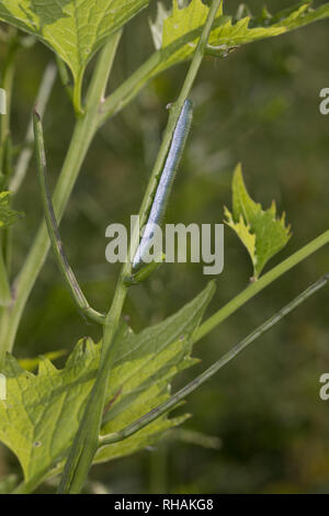 Aurorafalter, Raupen, Raupe, frisst une Aurora-Falter Knoblauchsrauke Anthocharis cardamines,,, orange-tip, Caterpillar, L'Aurore. Tarnung, Mimese, Tar Banque D'Images