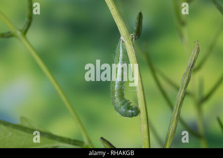 Aurorafalter, Raupen, bei der Raupe, Aurora-Falter Verpuppung, Puppe, Anthocharis cardamines, orange-tip, chenille, chrysalide, nymphes, L'Aurore Banque D'Images