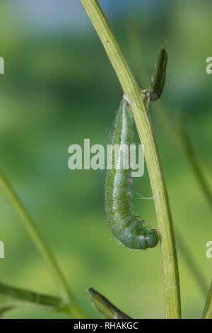 Aurorafalter, Raupen, bei der Raupe, Aurora-Falter Verpuppung, Puppe, Anthocharis cardamines, orange-tip, chenille, chrysalide, nymphes, L'Aurore Banque D'Images