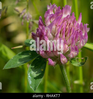 Le trèfle rouge (Trifolium pratense), fleurs des prés Banque D'Images