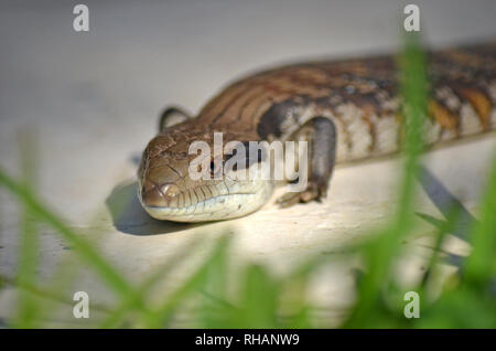 Les autochtones australiens Blue tongue Lizard, Tiliqua scincoides, derrière l'herbe verte. Jardins communs à des visiteurs et les arrière-cours de Sydney, Australie. Banque D'Images