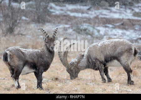 De merveilleux jeunes bouquetins sous neige dans les Alpes (Capra ibex) Banque D'Images