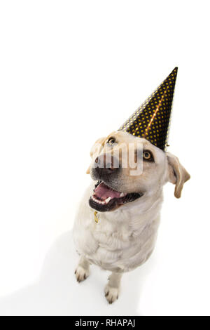 Nouvelle année CHIEN OU BIRTHDAY PARTY HAT. FUNNY LABRADOR assis et regardant vers le haut. STUDIO SHOT ISOLÉ SUR FOND BLANC. Banque D'Images