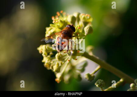 Eine Biene sitzt auf einer Blüte Nektar sammelt und für den Honig Banque D'Images