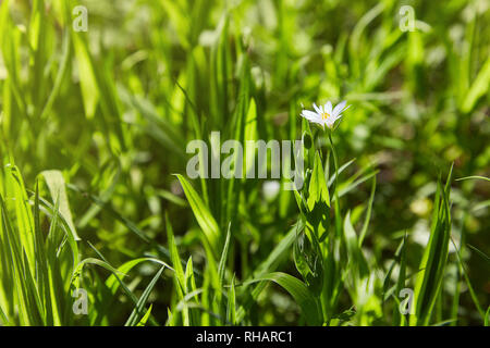 White stellaria fleurs délicates. La croissance dans la zone, Stellaria Caryophillaceae - Stellaria holostea flower Banque D'Images