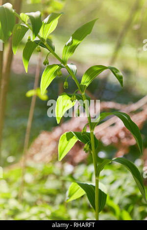 En butinant les fleurs du sceau de Salomon angulaire (Polygonatum odoratum) Banque D'Images