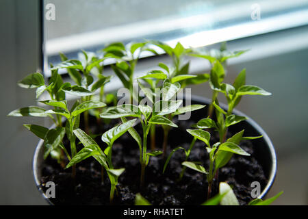 Des semis de poivrons. Les jeunes plantes vertes farcis aux feuilles poussent à partir de graines dans la masse dans des boîtes sur rebord de la piscine. Le vert des plants de poivrons en pot Banque D'Images