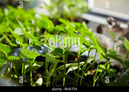 Des semis de poivrons. Les jeunes plantes vertes farcis aux feuilles poussent à partir de graines dans la masse dans des boîtes sur rebord de la piscine. Le vert des plants de poivrons en pot Banque D'Images