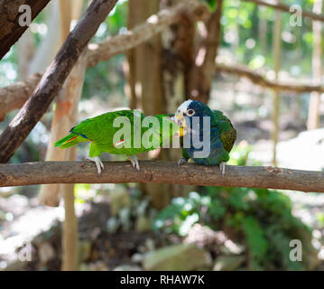 Perroquet pionus plafonné blanc et Amazon parrot couple, Yucatan, Mexique Banque D'Images