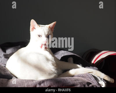 La flamme Mitzie point Siamese le soleil sur le lit et nettoyer ses pieds Banque D'Images