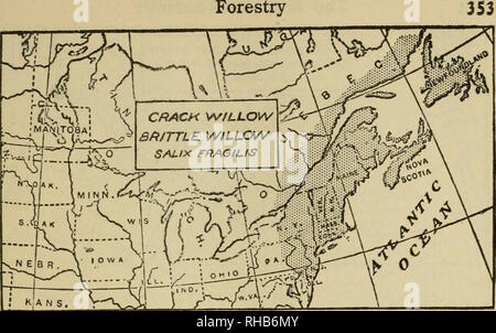 . Le livre de Wood et Indian lore. L'histoire naturelle ; Camping ; la vie en plein air ; les Indiens d'Amérique du Nord. , K', A N S . Crack Willow Willow, fragile. {Salix fragilis) un grand arbre élancé, jusqu'à 80 pieds de haut. Appelé "Crack" etc., car ses branches sont tellement brisés par les tempêtes ; trop fragiles pour la vannerie, mais un favori pour le charbon de bois utilisé dans la fabrication de la poudre, etc. Ses feuilles, 4 à 7 pouces de long, sont très distinctif. C'est une espèce européenne, mais bien maintenant naturalisée dans les États du nord-est. En règle générale la forme de l'arbre parfait est étroitement fash Banque D'Images