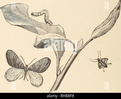 . Le Livre de jardinage ; un manuel d'horticulture. Jardinage ; la floriculture. Je lOO LE LIVRE DE JARDINAGE. étape, parfois dans les crevasses de l'écorce de vieux et lâche, tantôt sous les arbres eux-mêmes juste sous la surface du sol, ou de tout déchet, tels que les feuilles tombées, qui a été autorisé à s'accumuler. {Chewiatohia Arpenteuse brumata). - Les arbres fruitiers à hardy comme ipples et poires il y a pas pire que les ravageurs répondre- piliers de l'espèce ci-dessus, qui attaquent les arbres au début du printemps. De nombreux arbres de la forêt et du paysage sont également portées en vertu de la contribution. Le mâle vole vers le crépuscule à la fin de s Banque D'Images