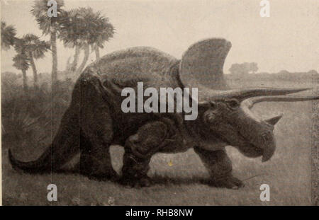 . Le dinosaure livre : la décision de reptiles et de leurs proches. Les dinosaures, les reptiles, les combustibles. A.M.N.H. photographie un nid d'oeufs de Protoceratops, le dinosaure à cornes ancestrales, qu'ils ont été découvertes en Mongolie par l'expédition d'Asie centrale de l'American Museum of Natural History cératopsiens, tricératops (essayez-Ser-à-ops) est typique et est peut-être le plus connu du genre. * C'était un animal d'environ 20 à 30 pieds de longueur, debout près de huit pieds de hauteur au niveau des hanches. Inutile de dire, le Triceratops a été entièrement, avec des membres forts quadrupède, et court, large pieds. La caractéristique remarquable de Banque D'Images