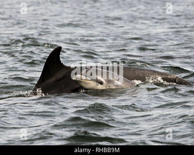 Dauphins à bottlenose sauvages // © Amy Muir Banque D'Images