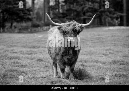 Highland Cow, Écosse // © Amy Muir Banque D'Images