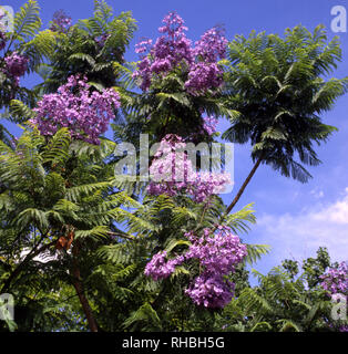 FLEUR ET FEUILLAGE D'UN JACARANDA (JACARANDA MIMOSIFOLIA) ÉGALEMENT CONNU SOUS LE NOM DE JACARANDA BLEU, GRAFTON, NOUVELLE-GALLES DU SUD, AUSTRALIE. Banque D'Images
