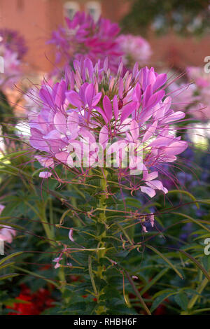 Cleome hassleriana, communément connu sous le nom de fleur, plante araignée araignée rose, reine ou moustaches du grand-père Banque D'Images