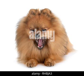 Pomeranian spitz in front of white background Banque D'Images