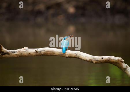 Kingfisher Alcedo atthis Common, assis sur une branche, Maharashtra, Inde Banque D'Images