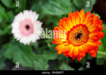 Gerbera, genre de la famille des astéracées ou en guirlande, Maharashtra, Inde Banque D'Images