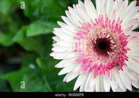 Gerbera rose et blanc fleur, espèce de la famille des astéracées ou en guirlande, Maharashtra, Inde Banque D'Images