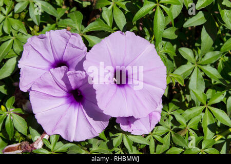 Top View close-up du Caire Morning Glory, race indienne Banque D'Images