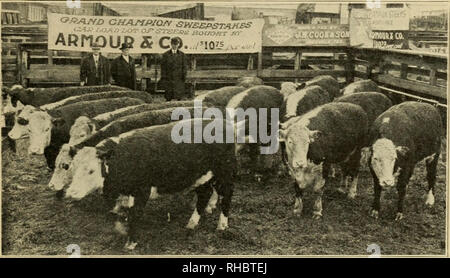 . Le livre de cours de champions, étant un souvenir artistique supplément de l'agriculteur et le stock national mensuel producteur. Le bétail. McHEXRY BARBARA. 2 4th-ABERDEEx-ANGUS COW. Les cadres supérieurs et grand champion à l'Exposition internationale de 1910 En Direct Stock. INIcHenry Exhihited par W. A., Denison. L'Iowa.. Les bovins gras-GRAND CHAMPION STEER AU FEEDERS' et les sélectionneurs' SHOW, FORT WORTH. New York, 1912. Exposé par .J. W. Cook &AMP ; Fils, Beeville, Texas. Vendu par l'argile, Robin- fils &AMP ; Co. à Armor &AMP ; Co. à 10,75 $ par 100 livres. Ces 1 024 livres en moyenne bouvillons de 1 an dans le marché et habillé Banque D'Images